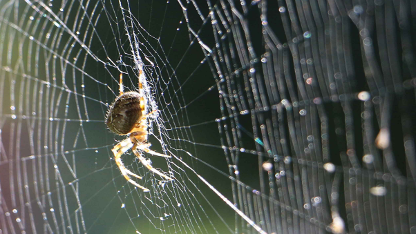 Mơ thấy nhện sa trước mặt mang ý nghĩa gì? Con số tài lộc phía sau?