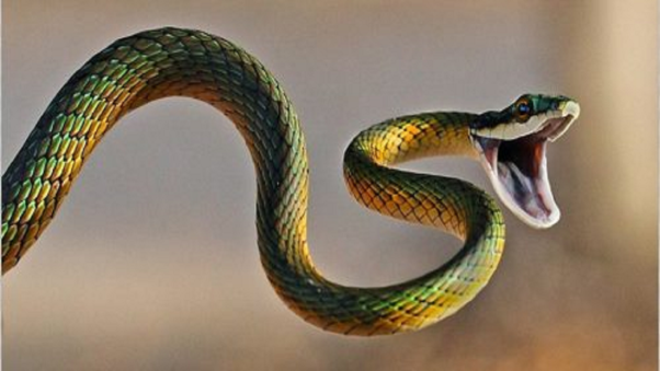 Nằm mơ thấy rắn cắn, con số thần tài nào được gọi tên?