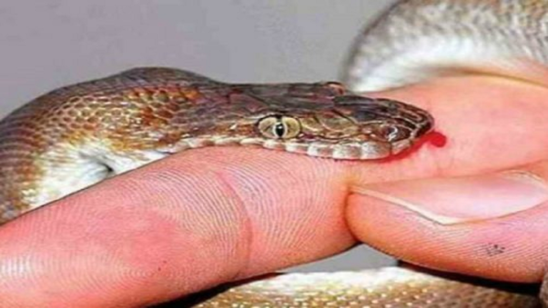 Chiêm bao mơ thấy rắn cắn mang ý nghĩa tốt hay xấu cho bạn